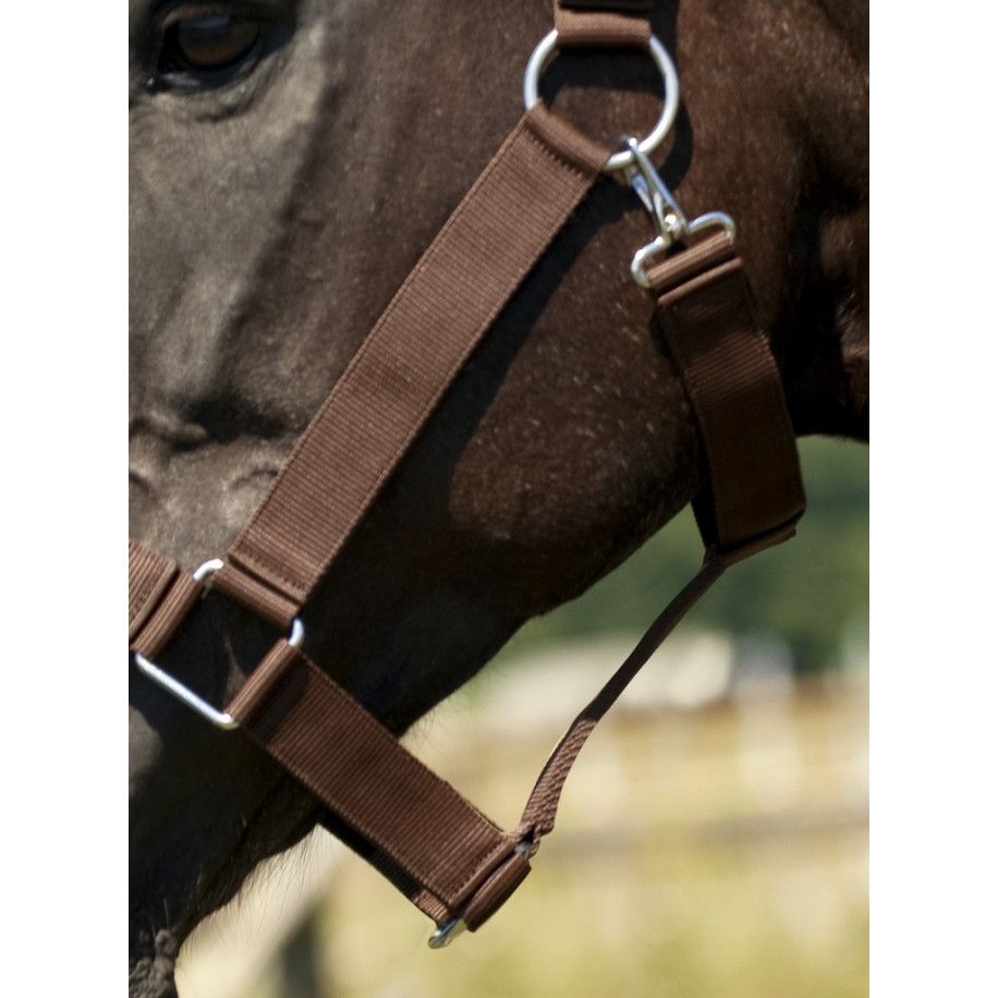 Licol NORTON cheval de trait