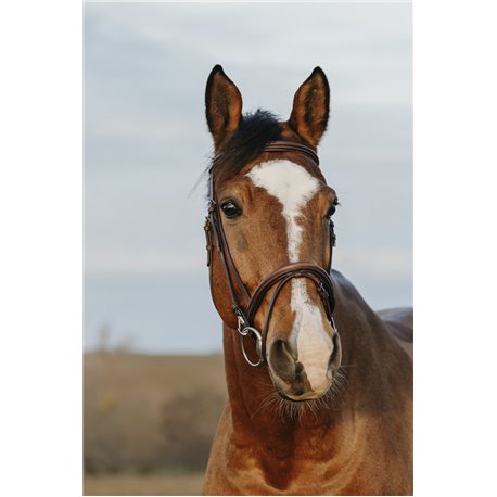 NORTON CLUB ?Easy" Trensenzaum