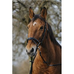 NORTON ?Training? Trensenzaum 2