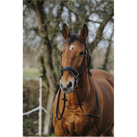 NORTON ?Training? Trensenzaum