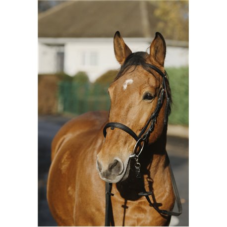 NORTON ?Training? Trensenzaum