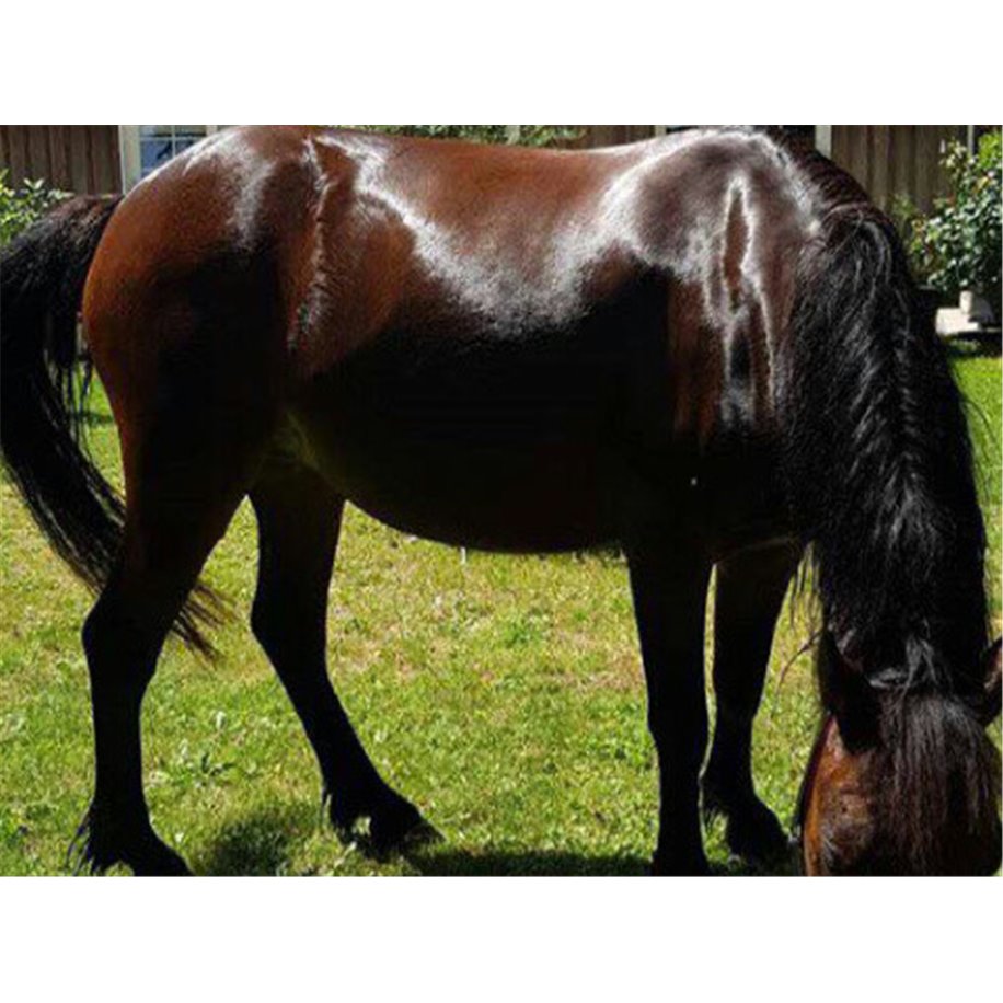 LAMI-CELL Lycra Fliegenschutzmaske 2