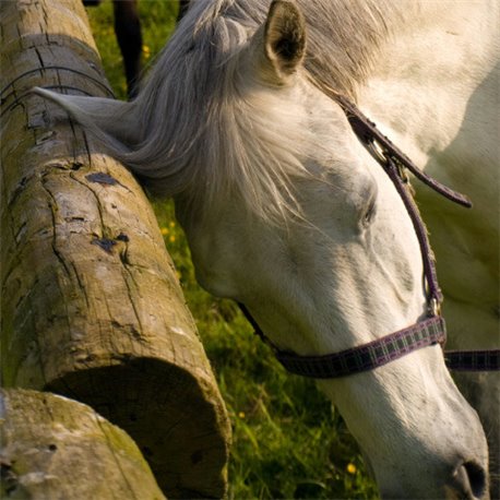 ANIMADERM "Derfly" Fliegenschutz