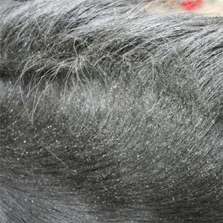 ANIMADERM "Derfly" Fliegenschutz