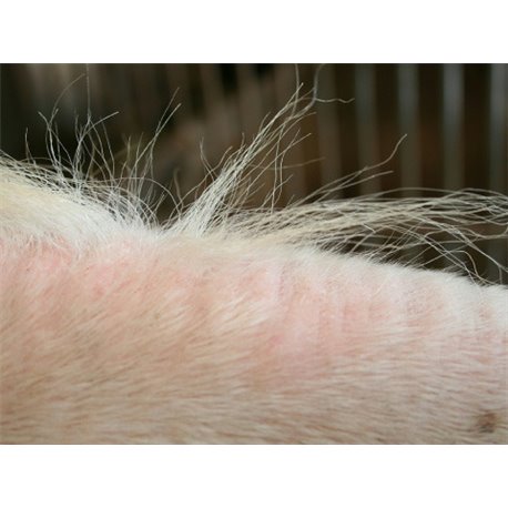 ANIMADERM "Tea Tree"