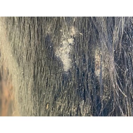 ANIMADERM "Tea Tree"