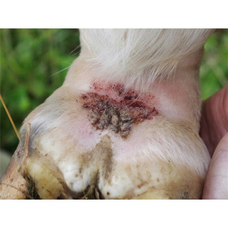 ANIMADERM "Tea Tree"