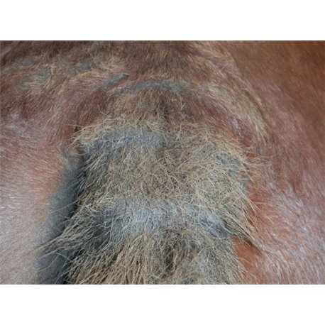 ANIMADERM "Tea Tree"