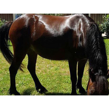 ANIMADERM "Tea Tree"