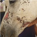 Crème cicatrisante ANIMADERM Cutene™