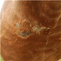 Crème cicatrisante ANIMADERM Cutene™