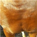 Crème cicatrisante ANIMADERM Cutene™