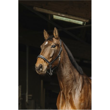 NORTON ?Rock" Lederhalfter