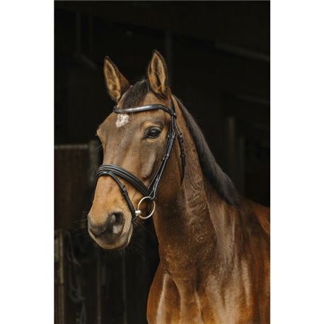 NORTON Trensenzaum "Galon"