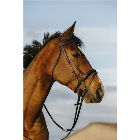 RIDING WORLD Trensenzaum mit doppelt  kombiniertem Reithalfter