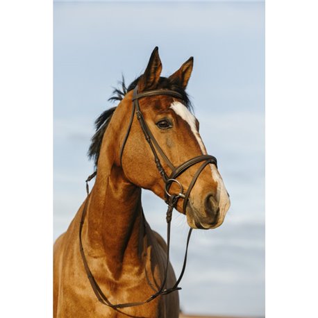 RIDING WORLD Trensenzaum mit doppelt  kombiniertem Reithalfter