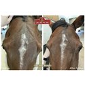 Huile pour Fourchette du pied Kevin Bacon's - Hoof solution