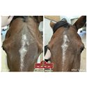 Huile pour Fourchette du pied Kevin Bacon's - Hoof solution