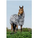 RIDING WORLD Zebra Anti-Ekzem-Hemd
