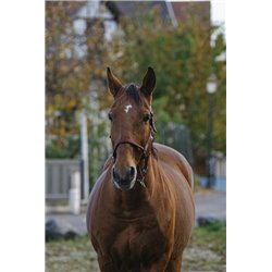 EQUITHEME "Spring" Nylonhalfter 2