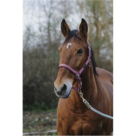 EQUITHEME "Spring" Nylonhalfter