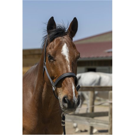 NORTON ?Zari" Halfter