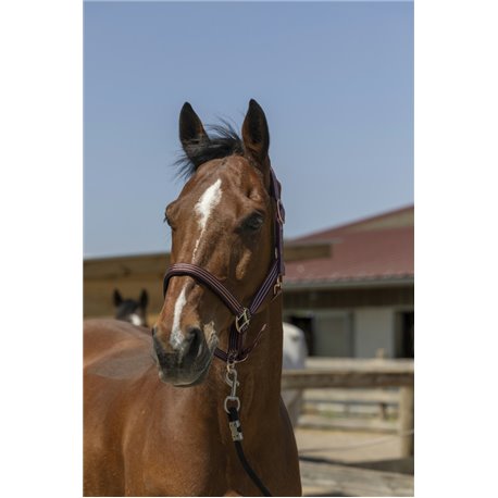 NORTON ?Zari" Halfter