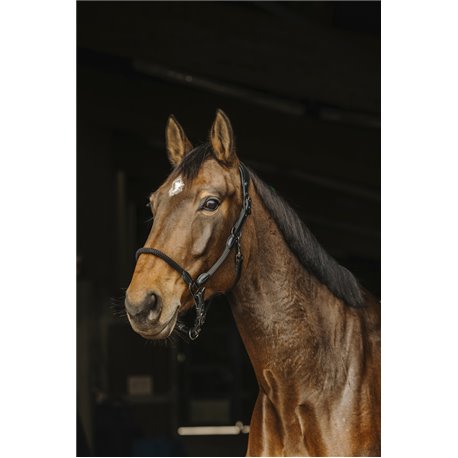 NORTON Leder-/Seilhalfter