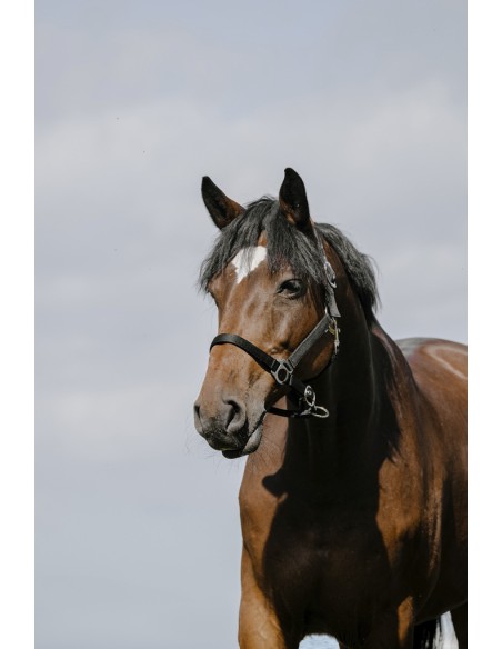 Licol RIDING WORLD - Cushion