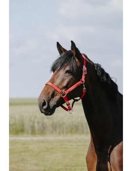 Licol RIDING WORLD - Cushion