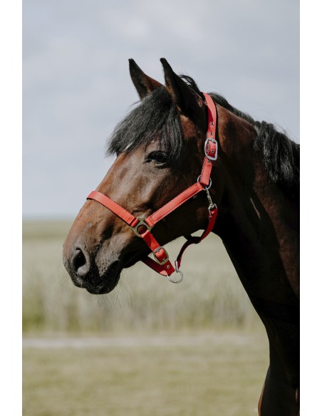 Licol RIDING WORLD - Cushion