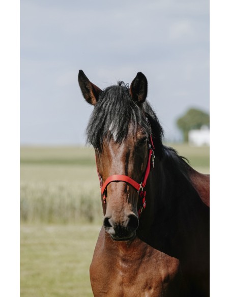 Licol RIDING WORLD - Cushion