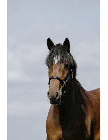 Licol RIDING WORLD - Cushion