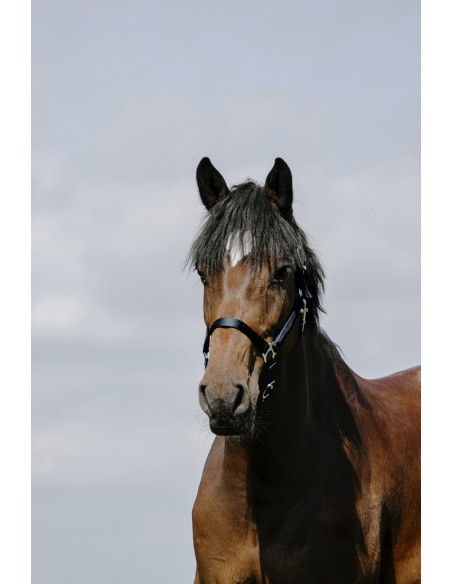 Licol RIDING WORLD - Cushion