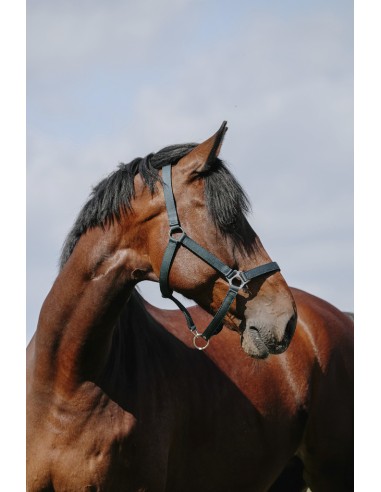 Licol RIDING WORLD - Cushion