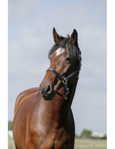 Licol RIDING WORLD - Cushion