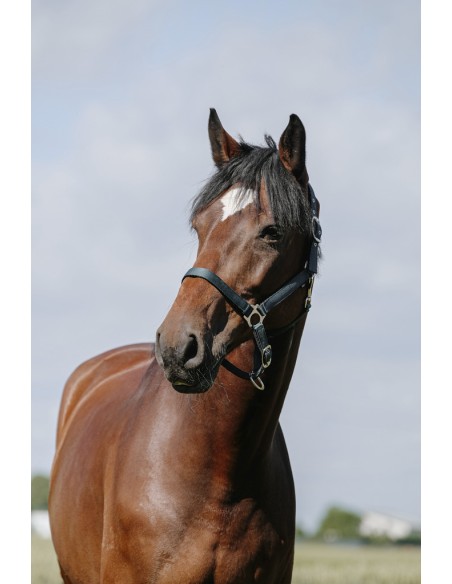 Licol RIDING WORLD - Cushion