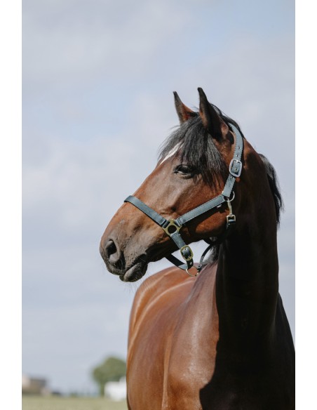 Licol RIDING WORLD - Cushion