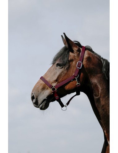 Licol RIDING WORLD - Cushion