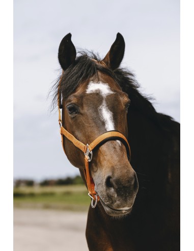 EQUITH?ME - Jacquard - Nylonhalfter