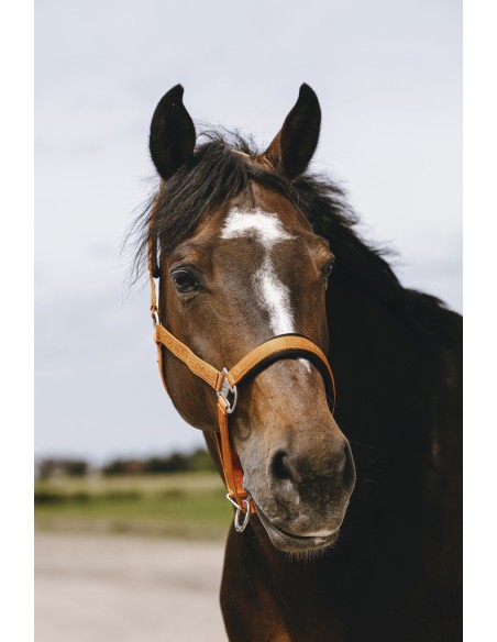 EQUITH?ME - Jacquard - Nylonhalfter