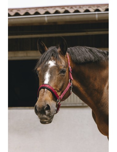 EQUITH?ME - Jacquard - Nylonhalfter