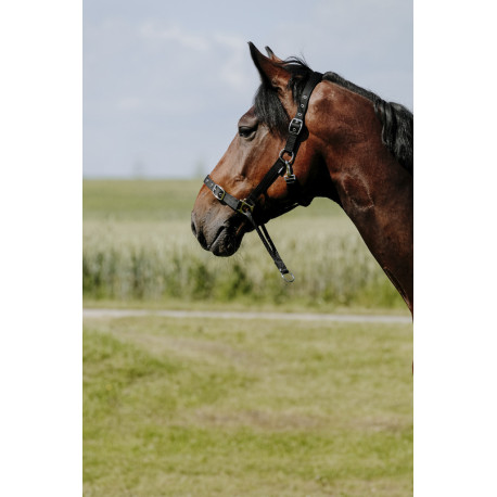 NORTON - Educatif - Nylonhalfter