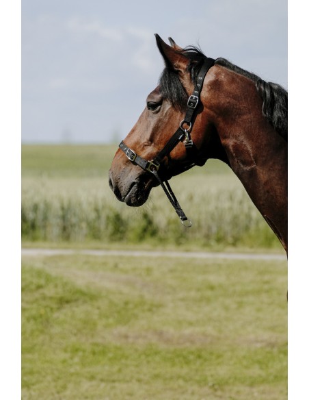 NORTON - Educatif - Nylonhalfter