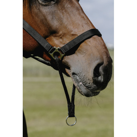 NORTON - Educatif - Nylonhalfter