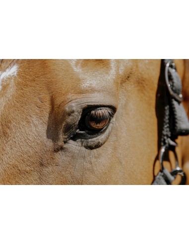 EQUITH?ME - Protector - Nylonhalfter