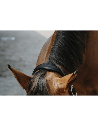 EQUITH?ME - Protector - Nylonhalfter