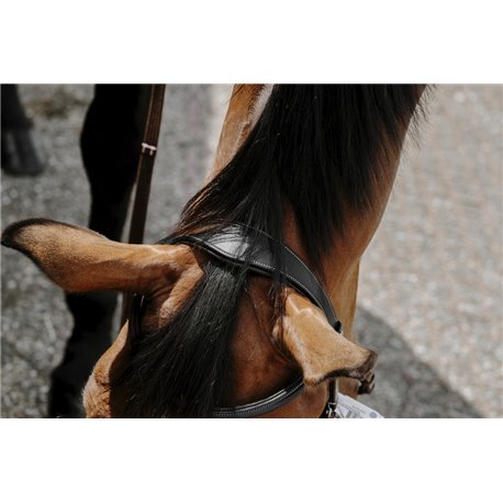 NORTON Trensenzaum Bitless