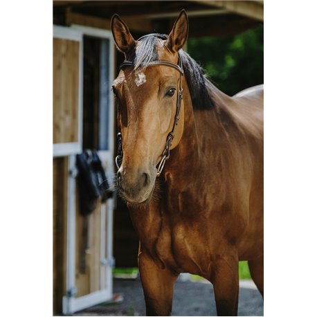 NORTON - Freedom - Trensenzaum