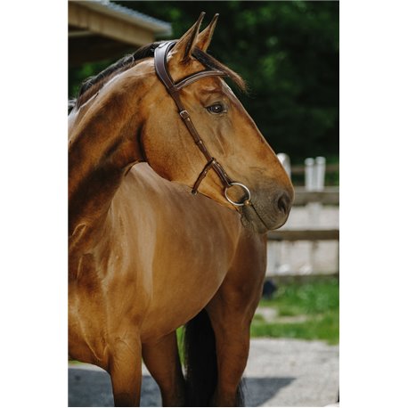 NORTON - Freedom - Trensenzaum